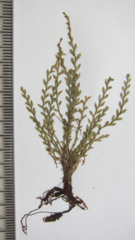 Calymmodon gracillimus