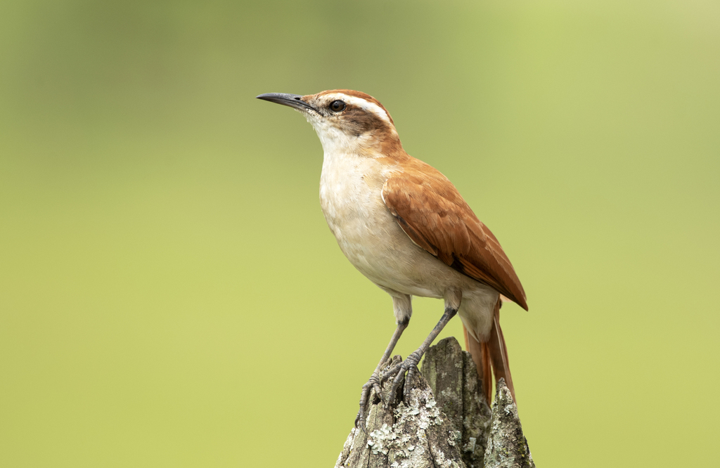 Wing-banded Hornero photo