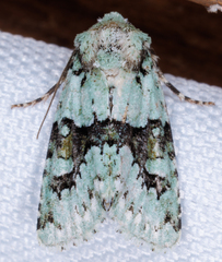 Lacinipolia implicata