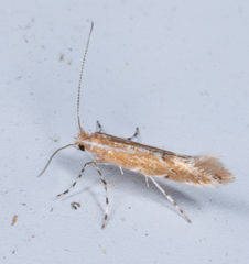 Cremastobombycia solidaginis