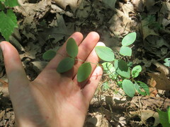 Lathyrus ochroleucus