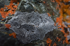 Sporastatiaceae