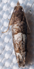 Eucosma parmatana