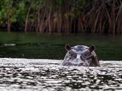 Image of Hippopotamus amphibius