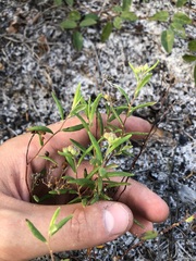 Crocanthemum corymbosum