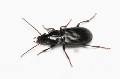 Pterostichus gracilis