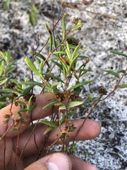 Crocanthemum corymbosum