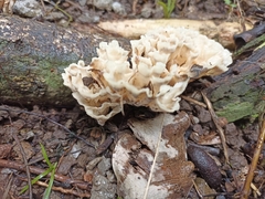 Sparassis spathulata