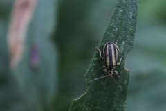 Trirhabda canadensis