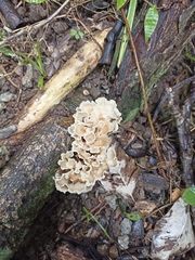 Sparassis spathulata