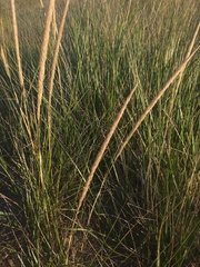 Ammophila breviligulata