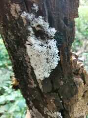 Hericium coralloides