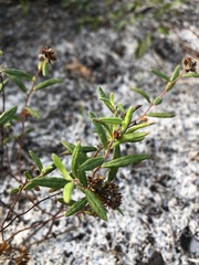 Crocanthemum corymbosum