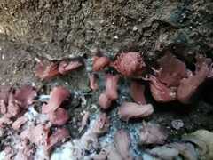 Ascocoryne sarcoides