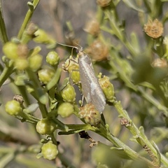 Cisthene liberomacula