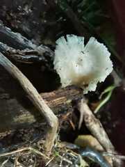 Auriscalpium villipes