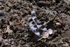 Libellula forensis