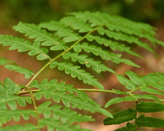 Pteridium aquilinum latiusculum