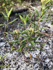 Crocanthemum corymbosum