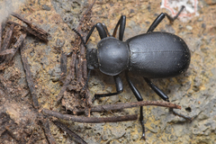 Coelocnemis dilaticollis