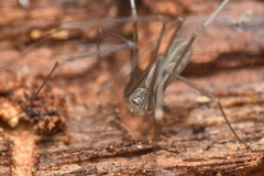 Pholcus opilionoides
