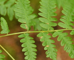 Pteridium aquilinum latiusculum