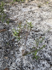 Crocanthemum corymbosum