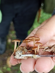 Deconica