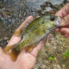 Ambloplites rupestris