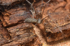 Pholcus opilionoides