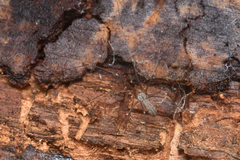 Pholcus opilionoides