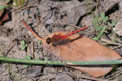 Sympetrum obtrusum