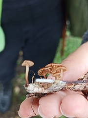 Deconica