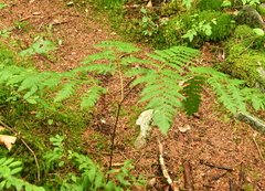Pteridium aquilinum latiusculum