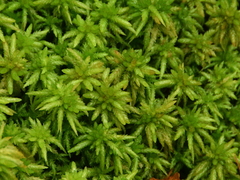 Sphagnum palustre