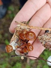 Deconica