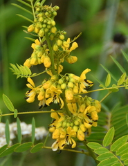Senna hebecarpa