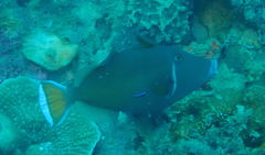 Sufflamen chrysopterum