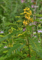 Senna hebecarpa