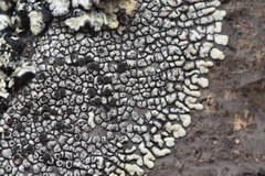 Dimelaena
