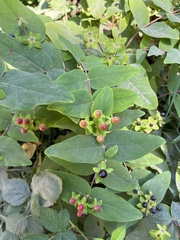 Hypericum androsaemum