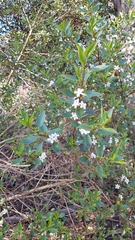 Myoporum