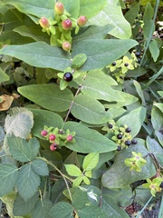 Hypericum androsaemum