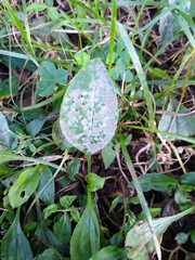 Golovinomyces sordidus