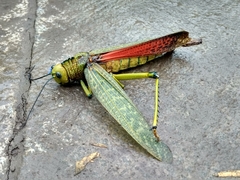 Tropidacris cristata