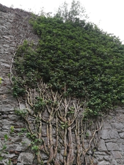 Hedera helix