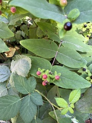 Hypericum androsaemum
