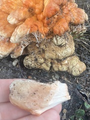 Laetiporus cincinnatus