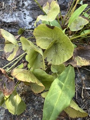 Oxyria digyna