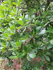 Arbutus unedo